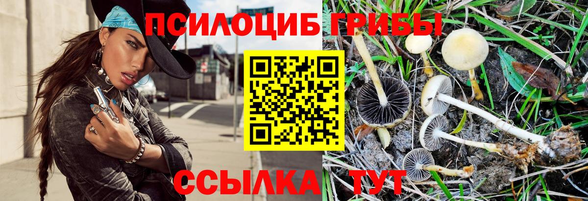 Галлюциногенные грибы GOLDEN TEACHER  Вход с VPN  Галлюциногенные грибы Psilocybe  Карачаевск 